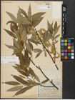 Foto von Salix alba L. x Salix fragilis L.